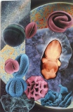 annemarie-guidor - Collages